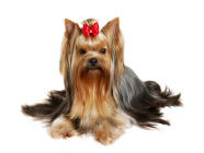 dog breeding