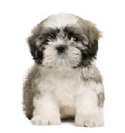 breeding shih tzu puppies