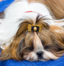 How to breed shih tzu information on breeding