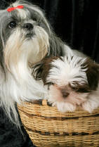 breeding shih tzus tips