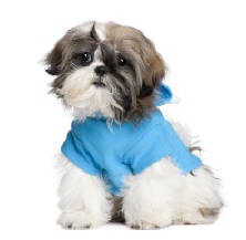 How do I breed my shih tzu