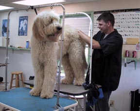 grooming school