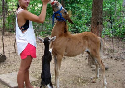 Contact Vicki Conley | Costa Rica for horse rescue