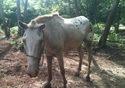 Contact Vicki Conley for horse rescue in Costa Rica