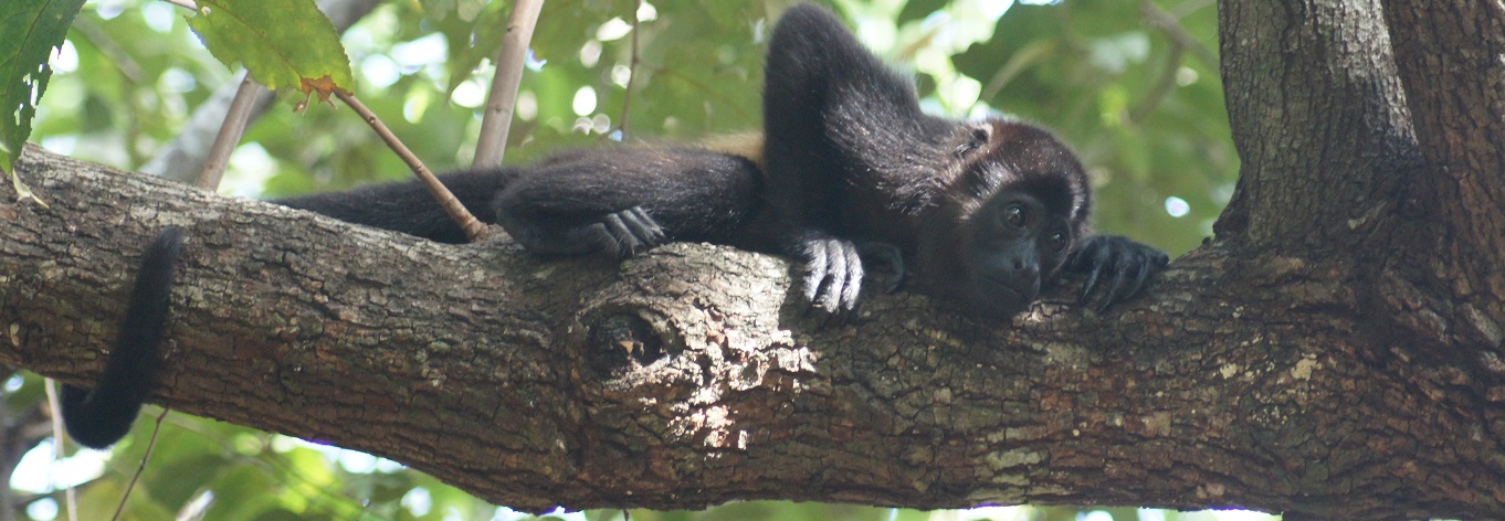 Vicki Conley The Monkey Farm Costa Rica