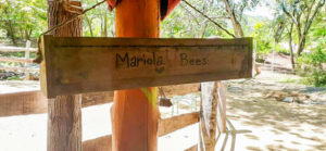 mariola bees